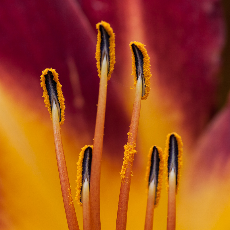 Detail květu