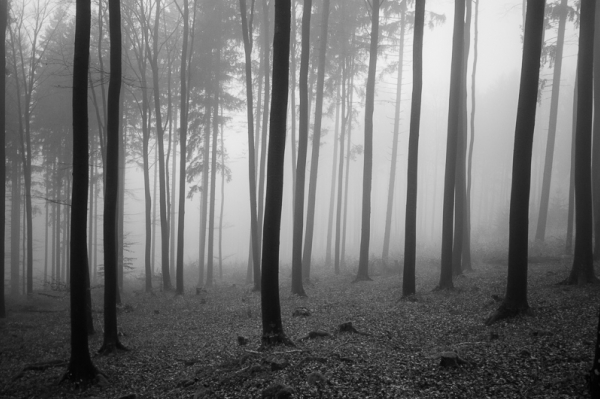 Blanský les